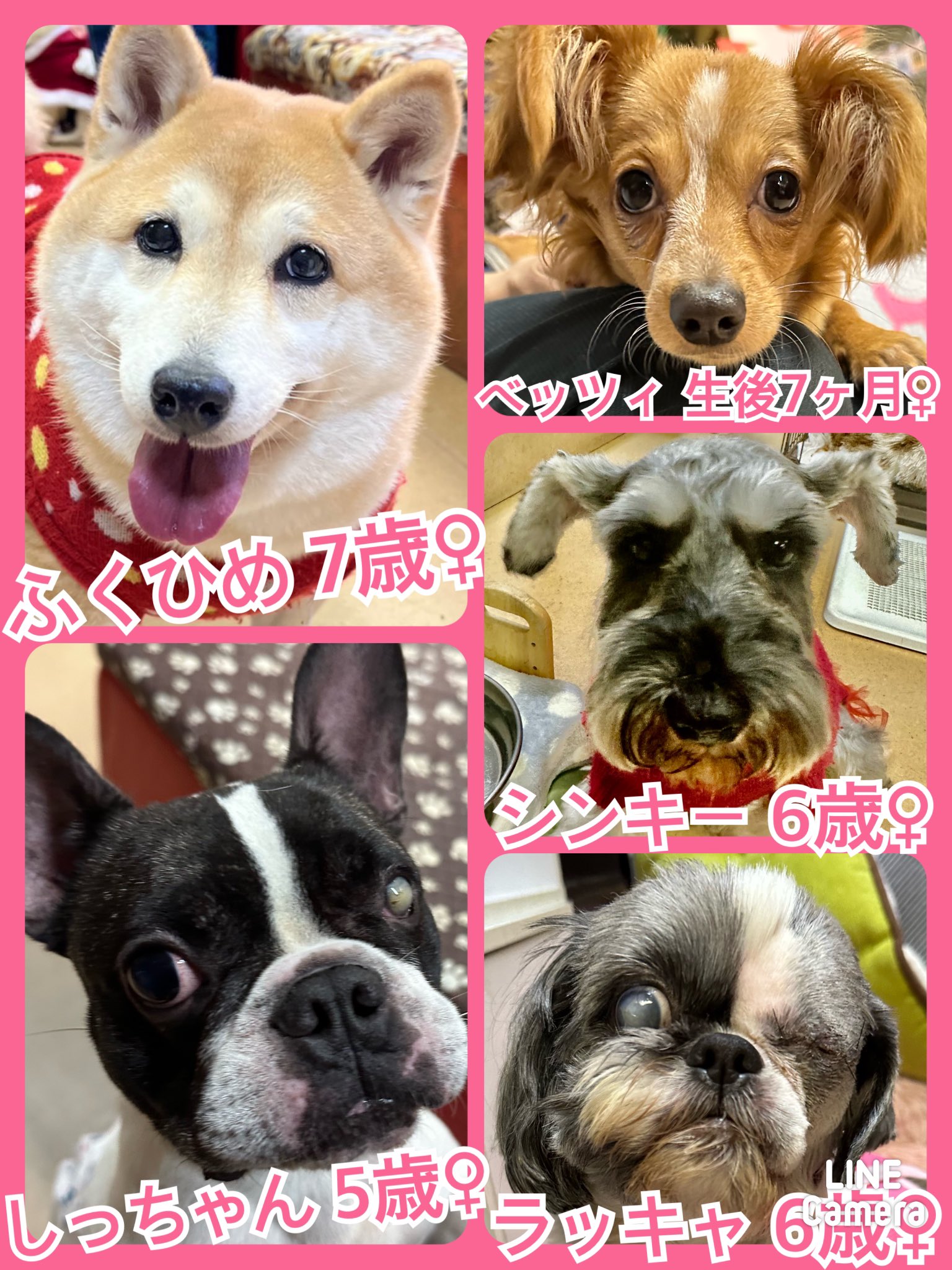 🐾今日の里親様募集中ワンコ🐶メンバーです🐾2023,12,31【保護犬カフェ天神橋店】